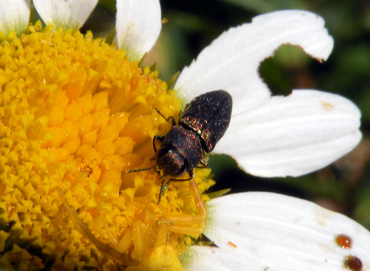 Anthaxia millefolii e Coraebus elatus